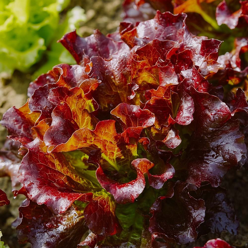 Pluksla zaden 'Red Salad Bowl' - 200 biologische zaden