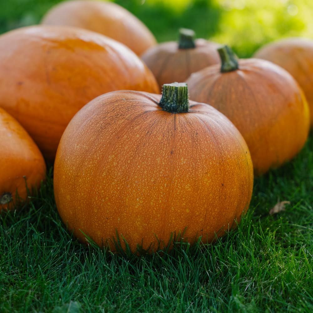 Pompoen 'Jack O’Lantern' - 5 biologische zaden