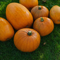 Pompoen 'Jack O’Lantern' - 5 biologische zaden