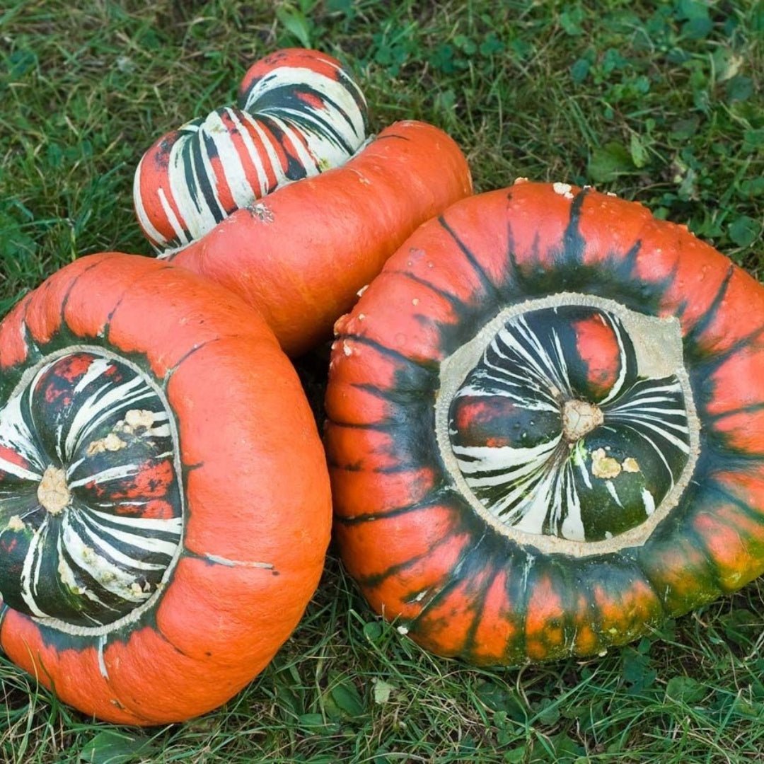 Pompoenzaden 'Bischofsmütze' - 5 biologische zaden