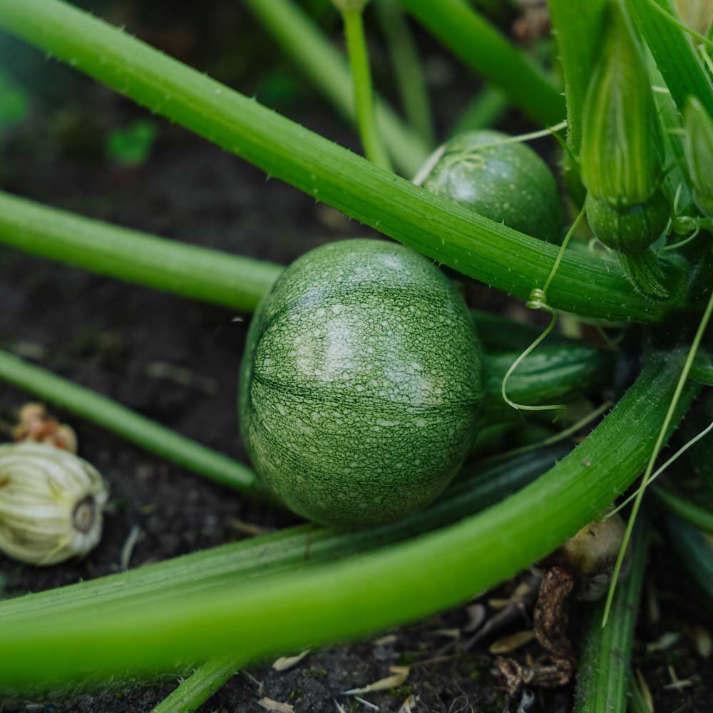 Pompoenzaden 'Ola redonda' - 5 biologische zaden