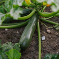 Pompoenzaden 'Zucchini' - 6 biologische zaden