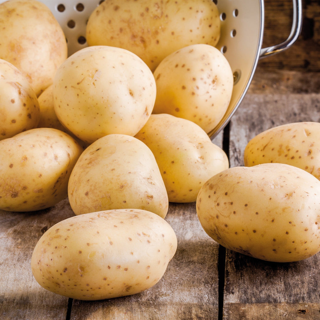 Pootaardappel 'Frieslander'