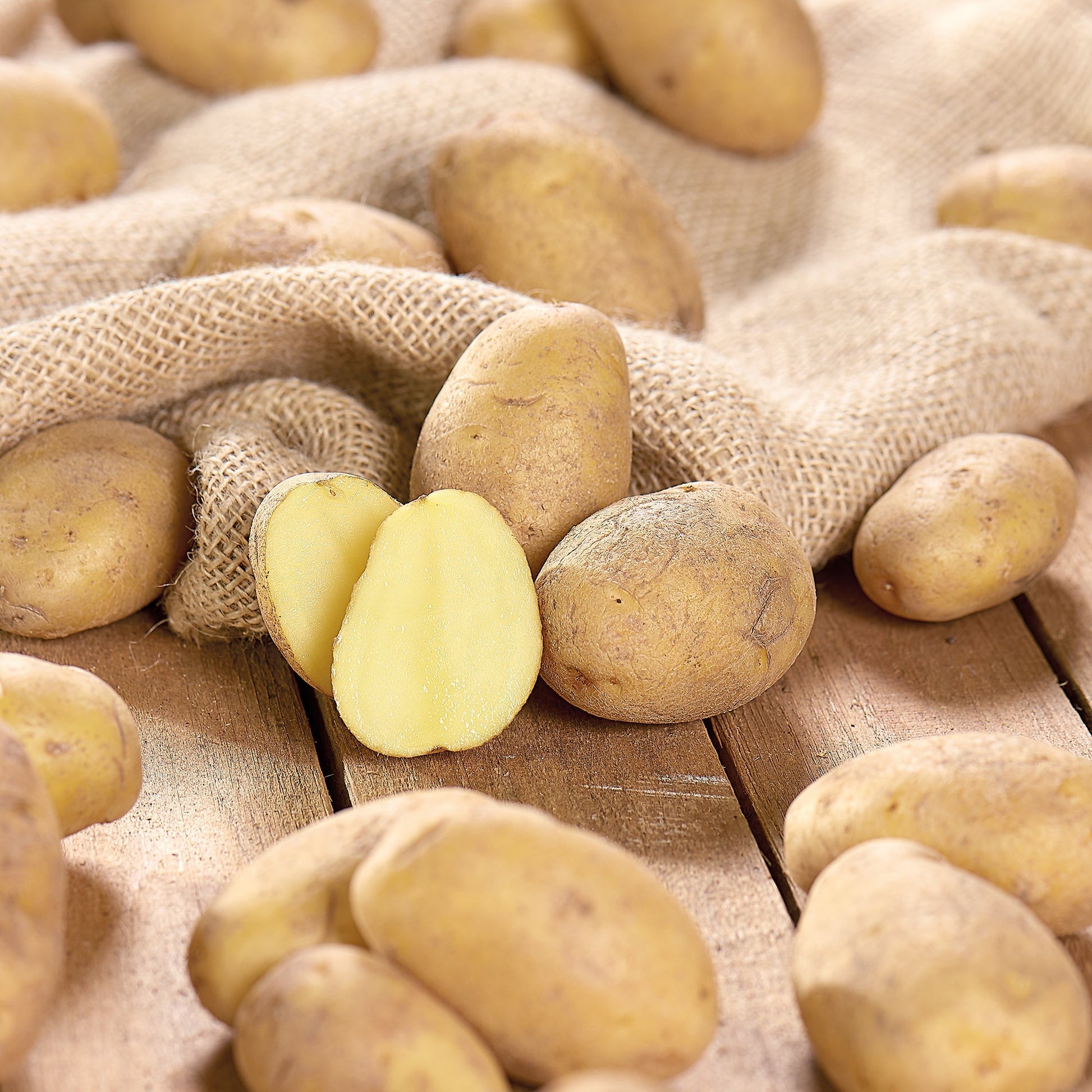 Pootaardappel 'Nicola'