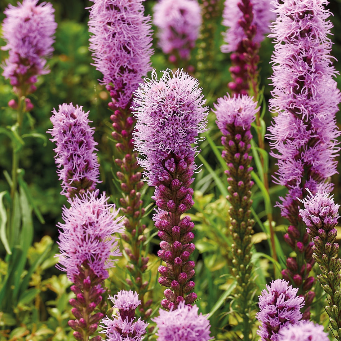 Prachtskaars, Liatris 'Spicata'