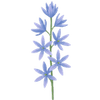 Camassia bollen / Prairielelie