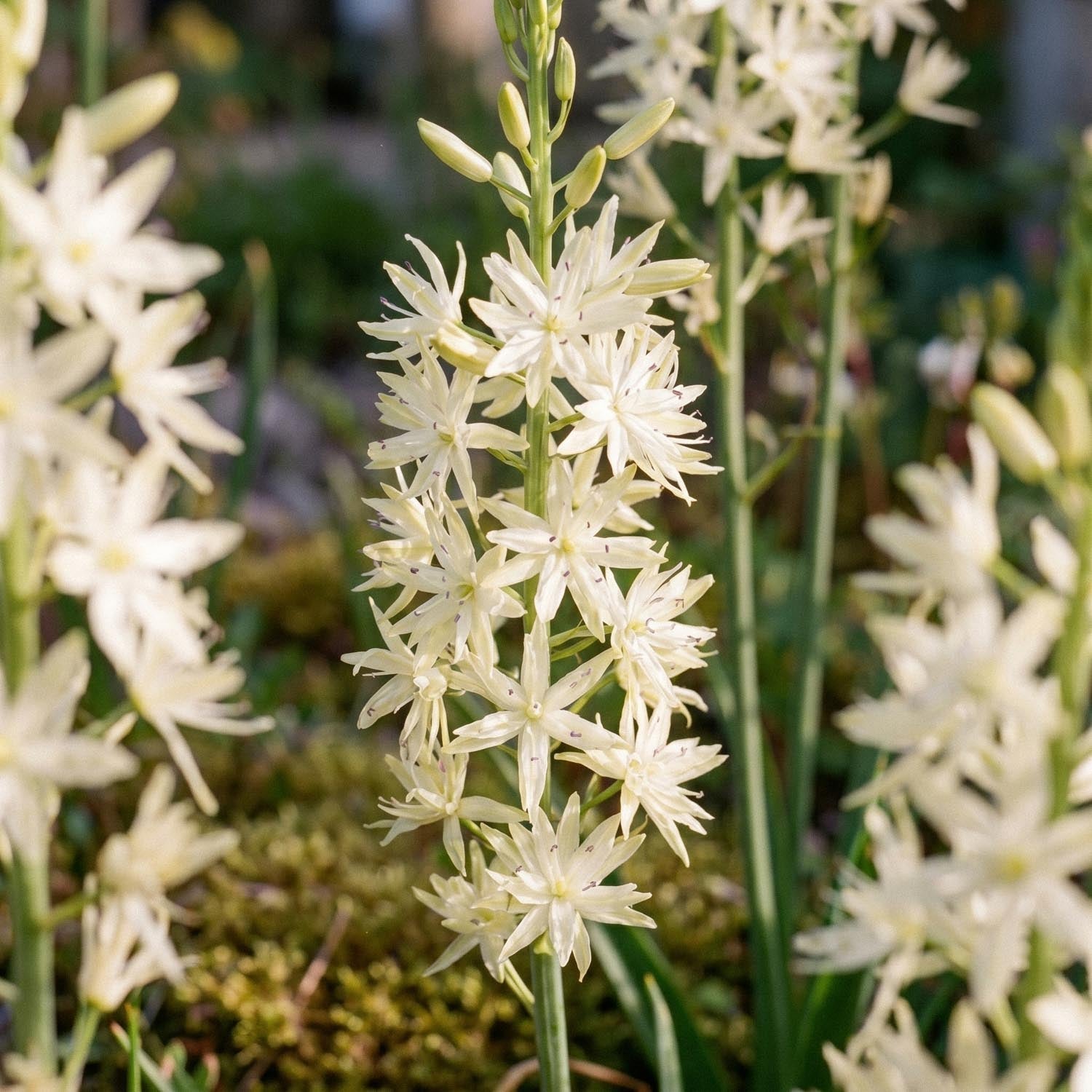 Prairielelie, Camassia 'Alba'