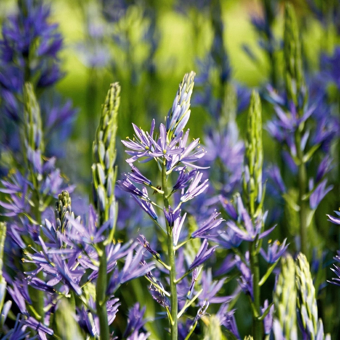 Prairielelie, Camassia 'Caerulea'