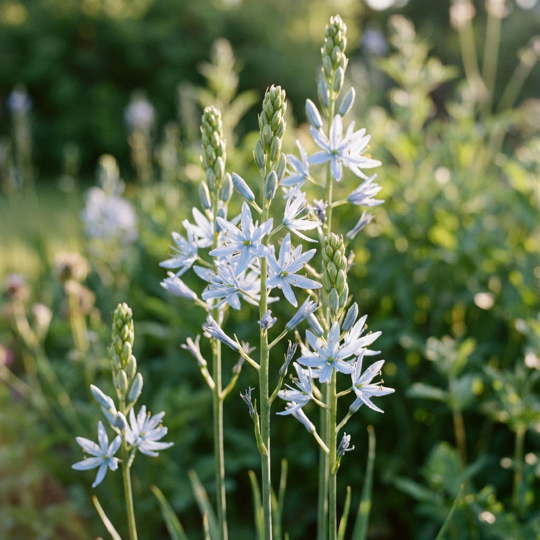 Prairielelie, Camassia 'Cusickii'