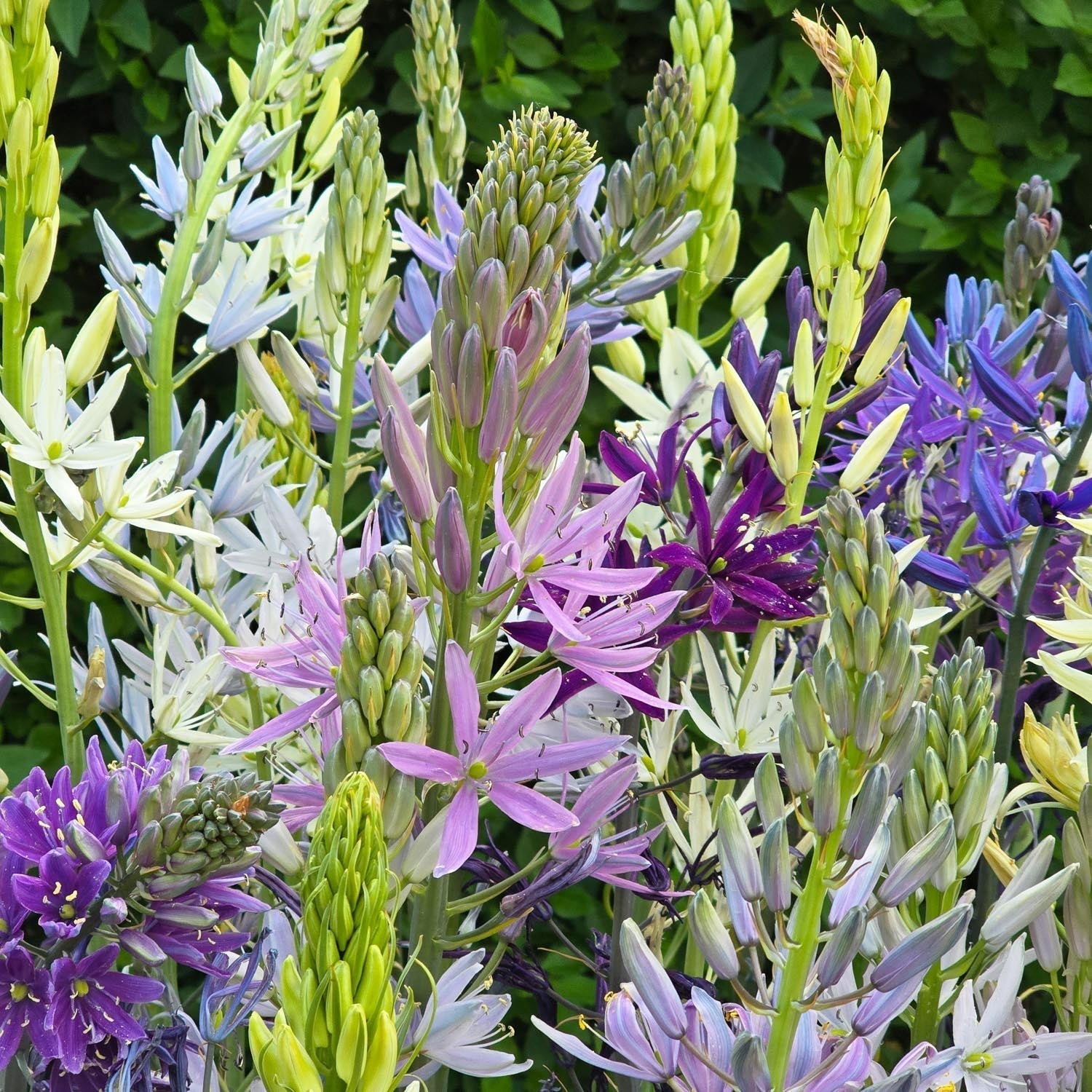 Prairieleliemix, Camassia 'Breeder Mixed'