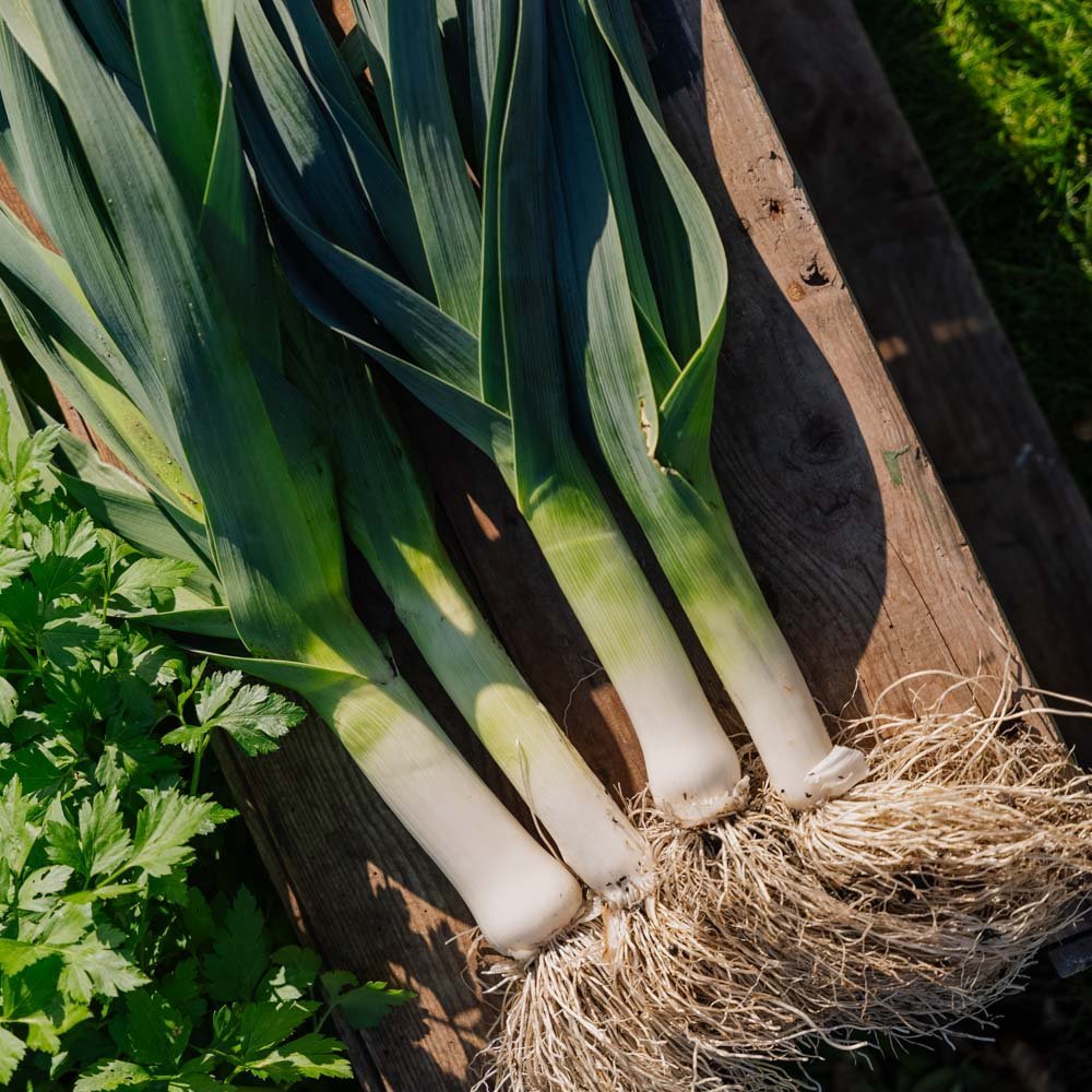 Preizaad 'Hannibal' - 100 biologische zaden