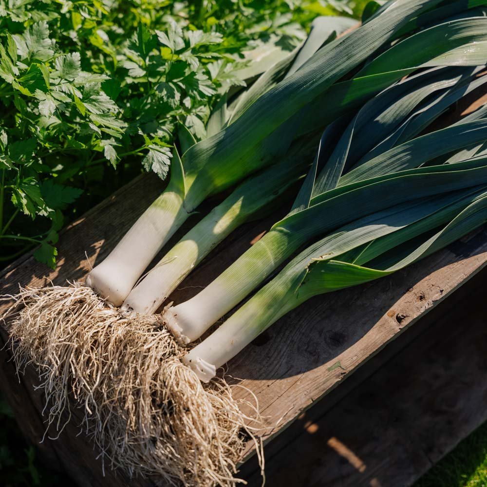 Preizaad 'Hannibal' - 100 biologische zaden