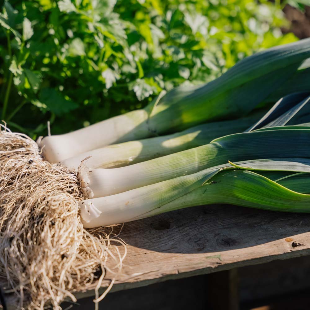 Preizaad 'Hannibal' - 100 biologische zaden