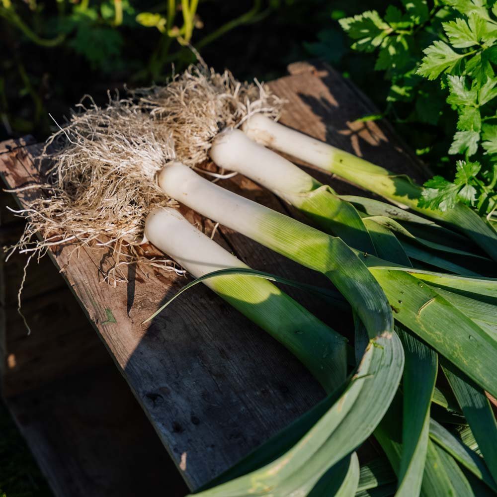 Preizaad 'Kulaures' - 100 biologische zaden