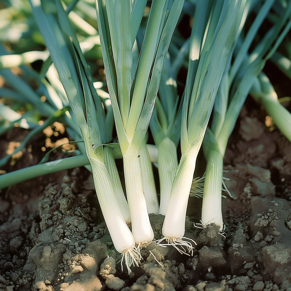 Preizaden 'Blauwgroene Herfst' - 100 biologische zaden