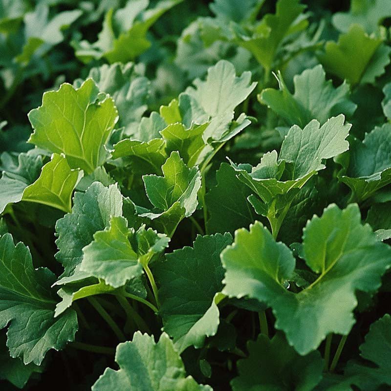 Raapzaden 'Namenia' - 1400 biologische zaden