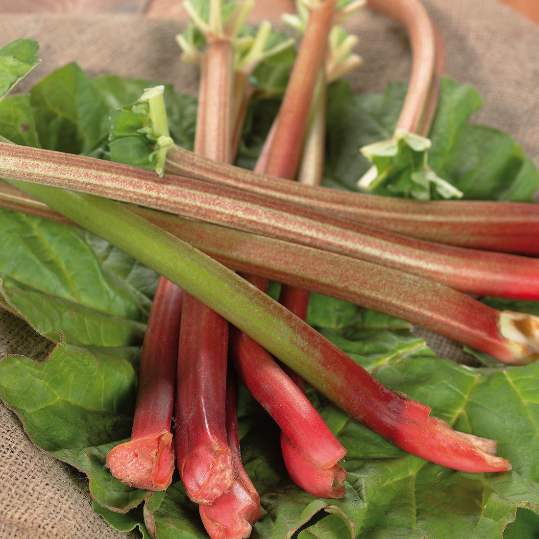 Rabarber 'Red Champagne'