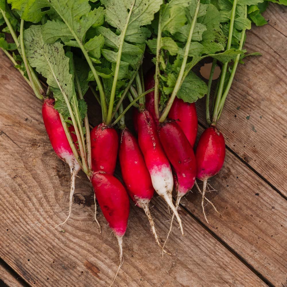 Radijszaden 'French Breakfast 2' - 50 biologische zaden