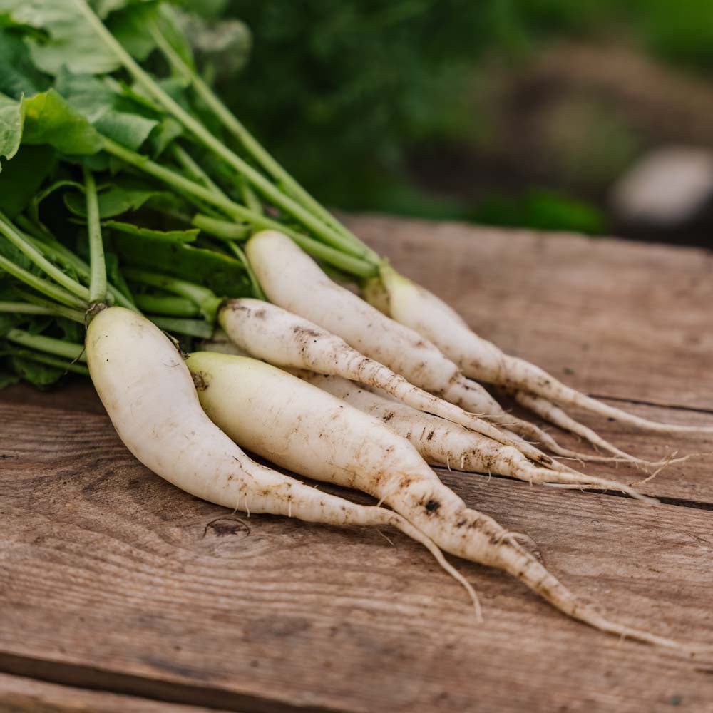 Radijszaden 'White Icicle' - 50 biologische zaden