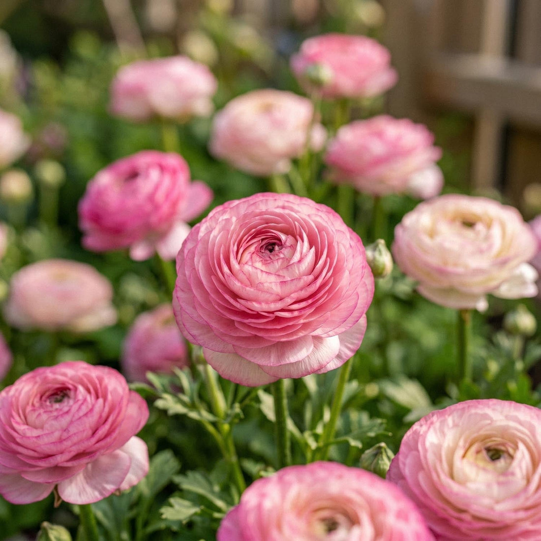 Ranonkel, Boterbloem 'Picotee Rose'