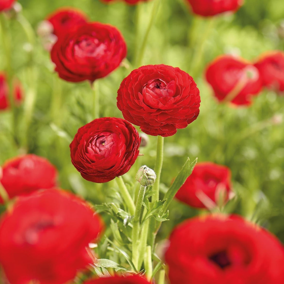 Ranonkel, Boterbloem 'Red'