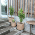 Rattan plantenmand in natuur, 3 stuks