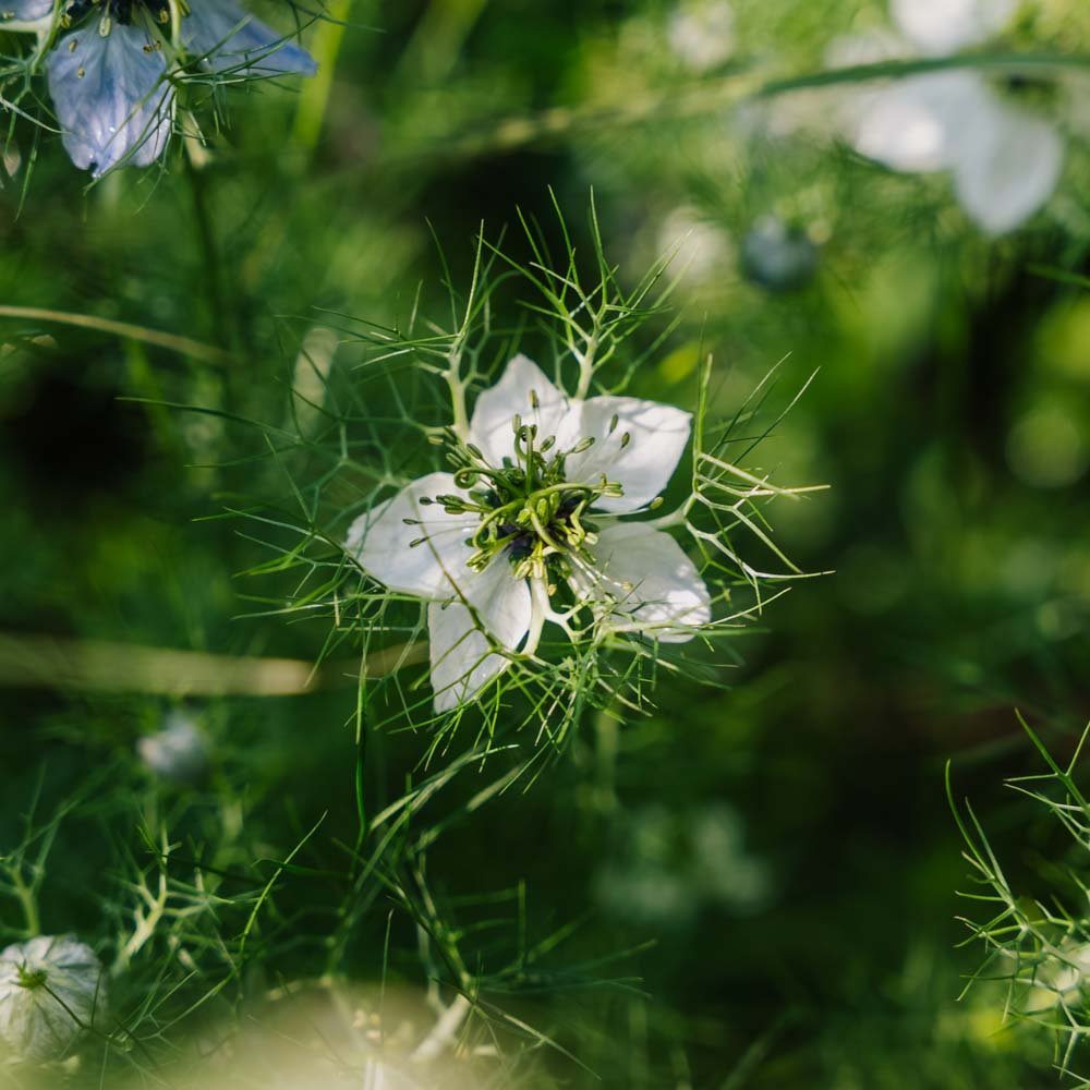 Ridderspoor zaden - 100 biologische zaden