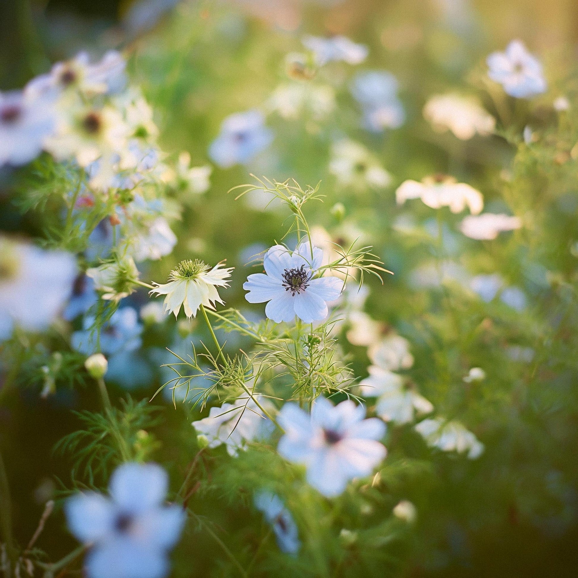 Ridderspoor zaden - 100 biologische zaden