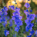 Ridderspoor zaden 'Siberian Larkspur' - 250 biologische zaden