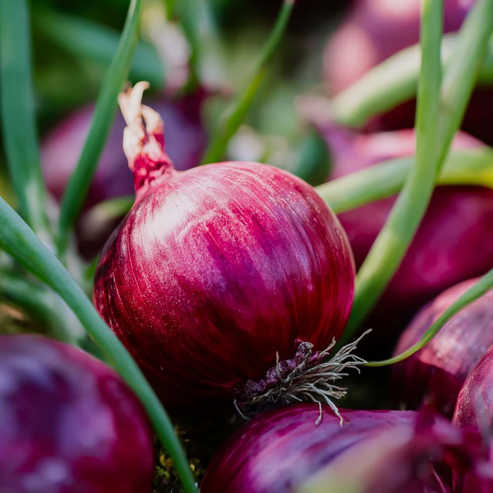 Rode ui zaden 'Red Baron' - 100 biologische zaden