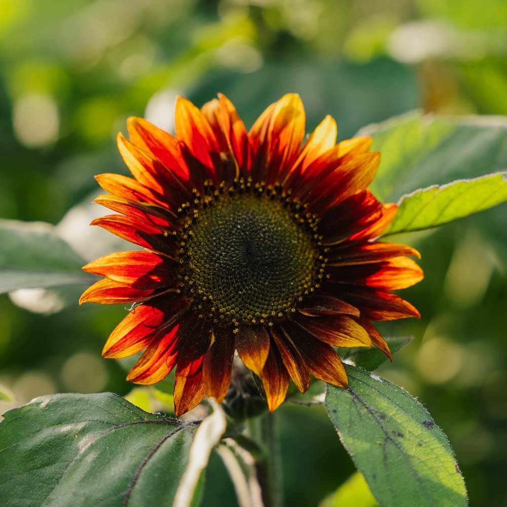 Rode zonnebloem medium - 20 biologische zaden