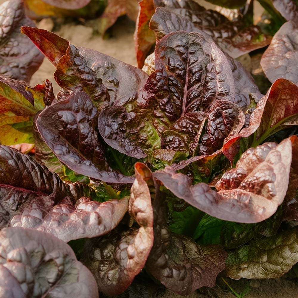 Romeinse sla zaden 'Little Leprechaun' - 300 biologische zaden
