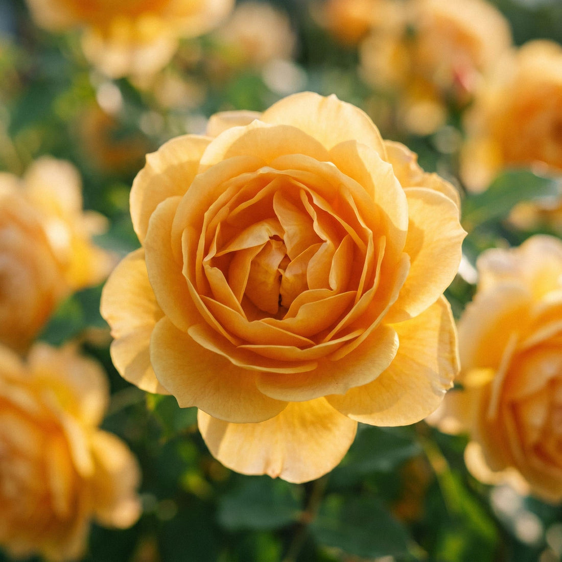 Roos 'Diamond Jubilee'