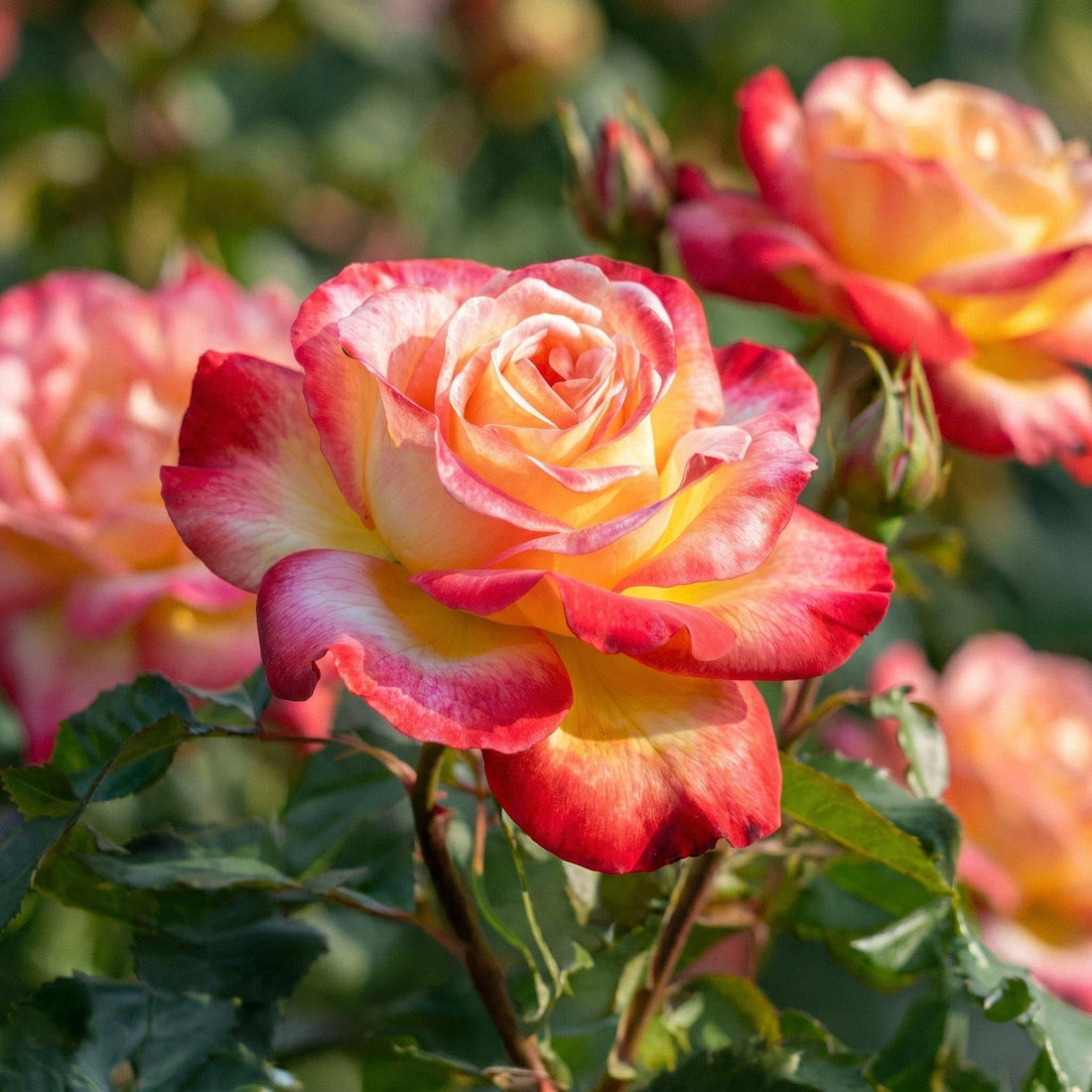 Roos 'Double Delight'