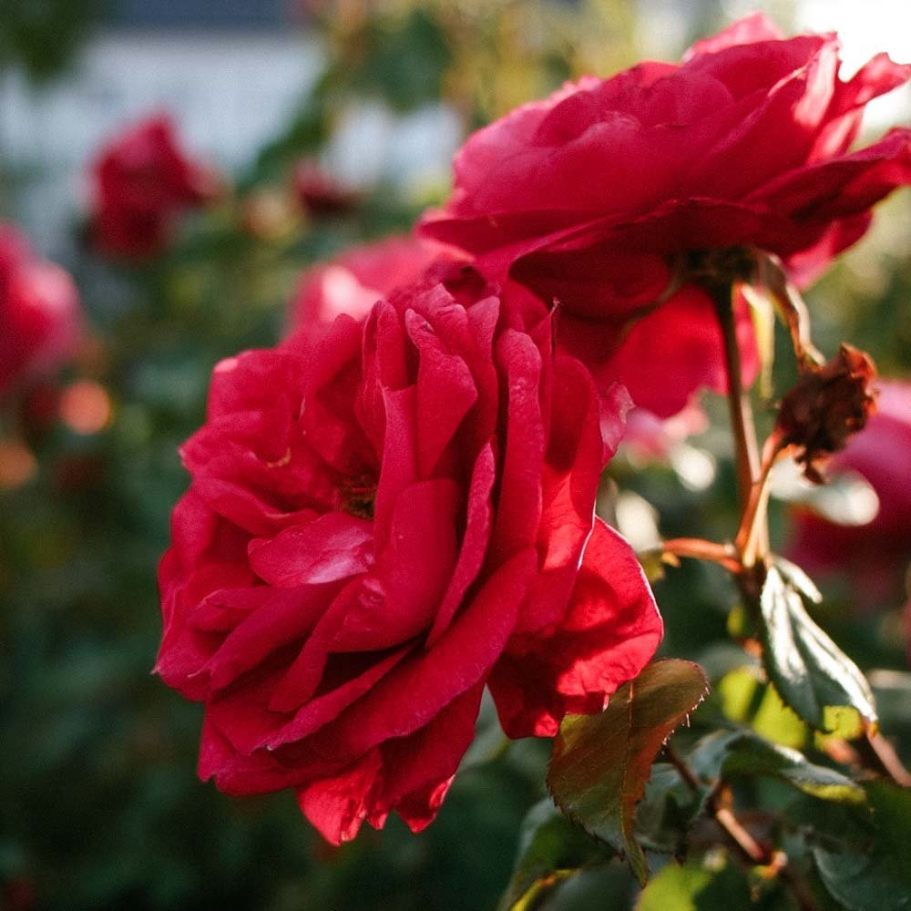 Roos 'Paul's Scarlet'