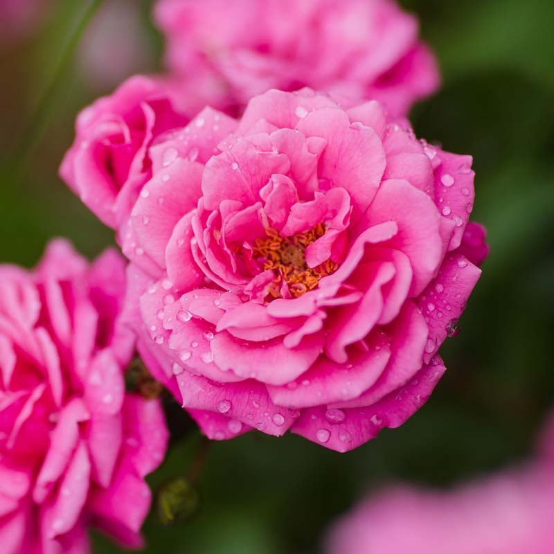 Roos 'Super Excelsa'