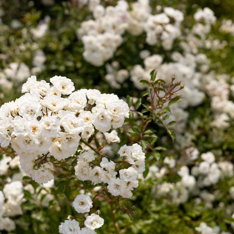 Roos 'White The Fairy'