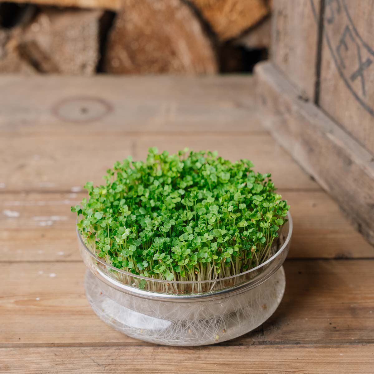 Rucola mikrogrønt frø - 10000 Økologiske Frø