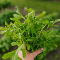 Rucola zaden 'Esmee' - 300 biologische zaden
