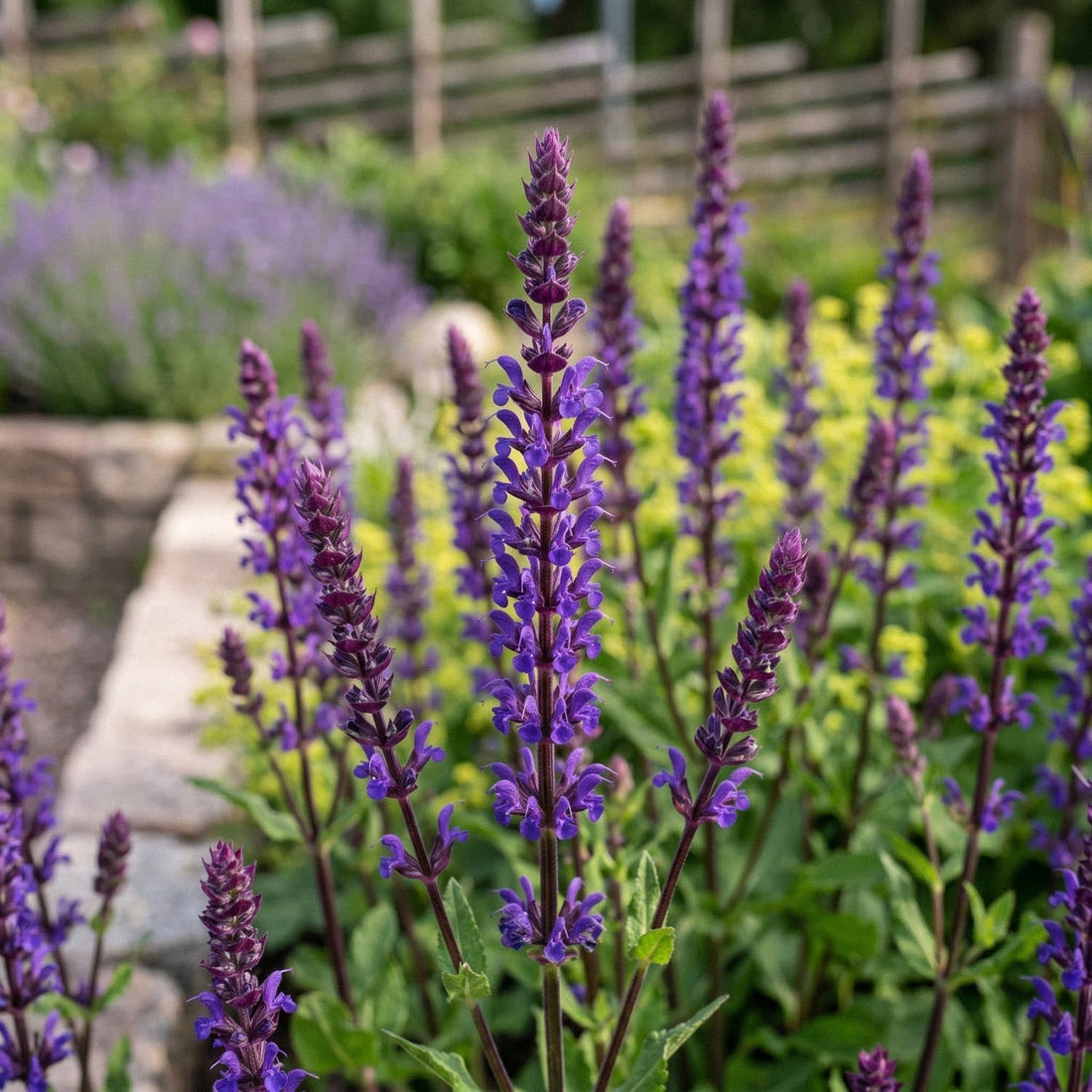 Salie, Salvia 'Caradonna'