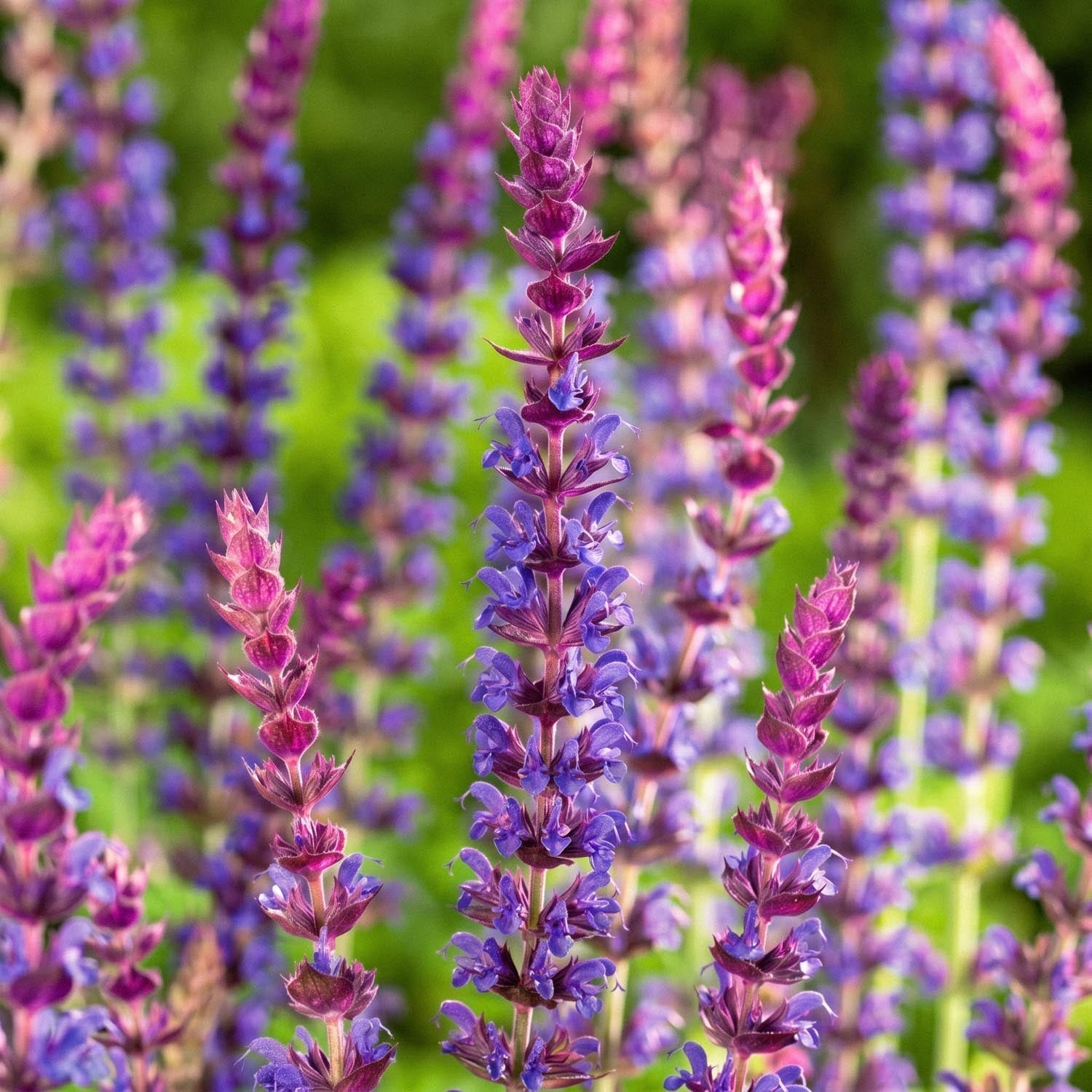 Salie, Salvia 'Ostfriesland'