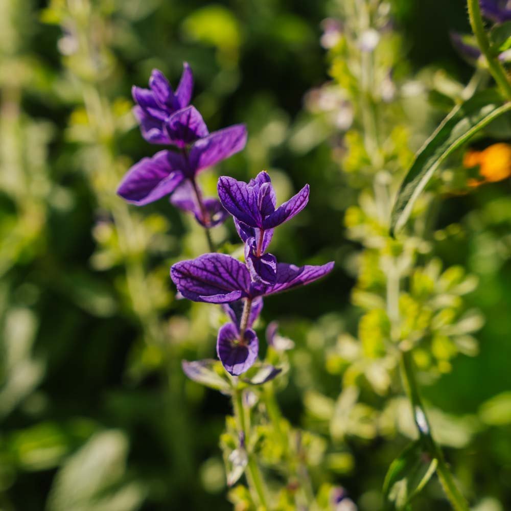 Saliezaden 'Purple' - 50 biologische zaden