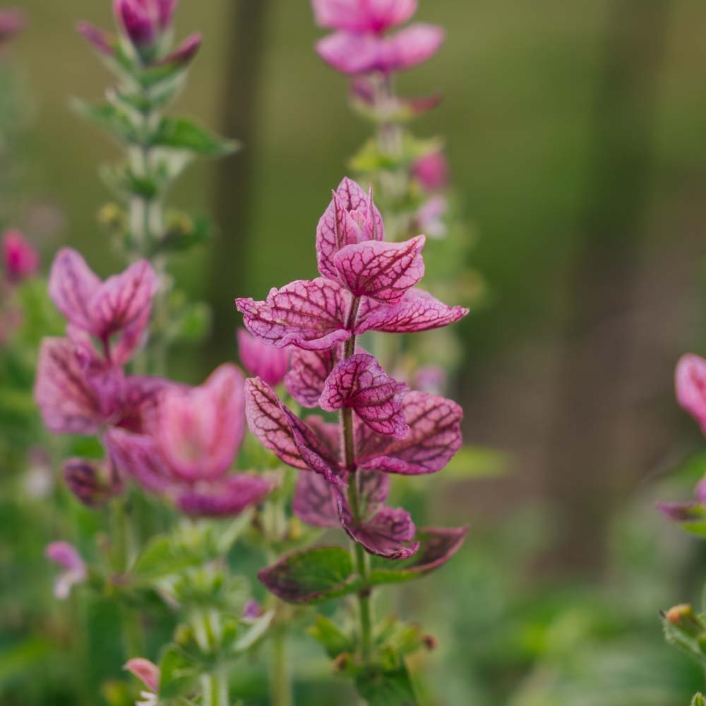 Salvia Viridis zaden 'Pink' - 100 biologische zaden