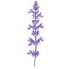 Salie wortelgoed / Salvia