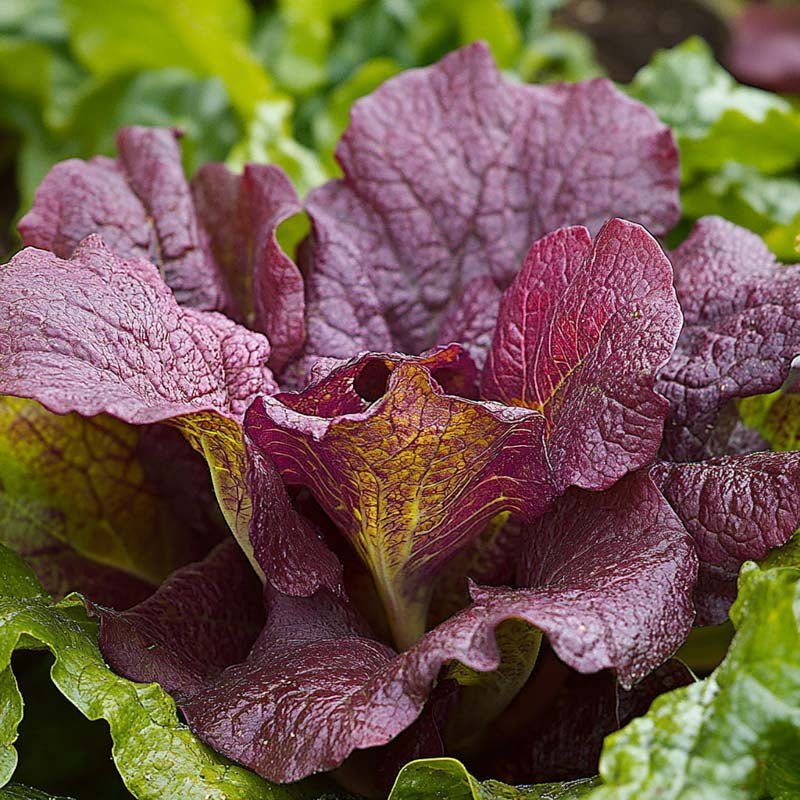 Sarepta mosterdzaden 'Red Giant' - 180 biologische zaden
