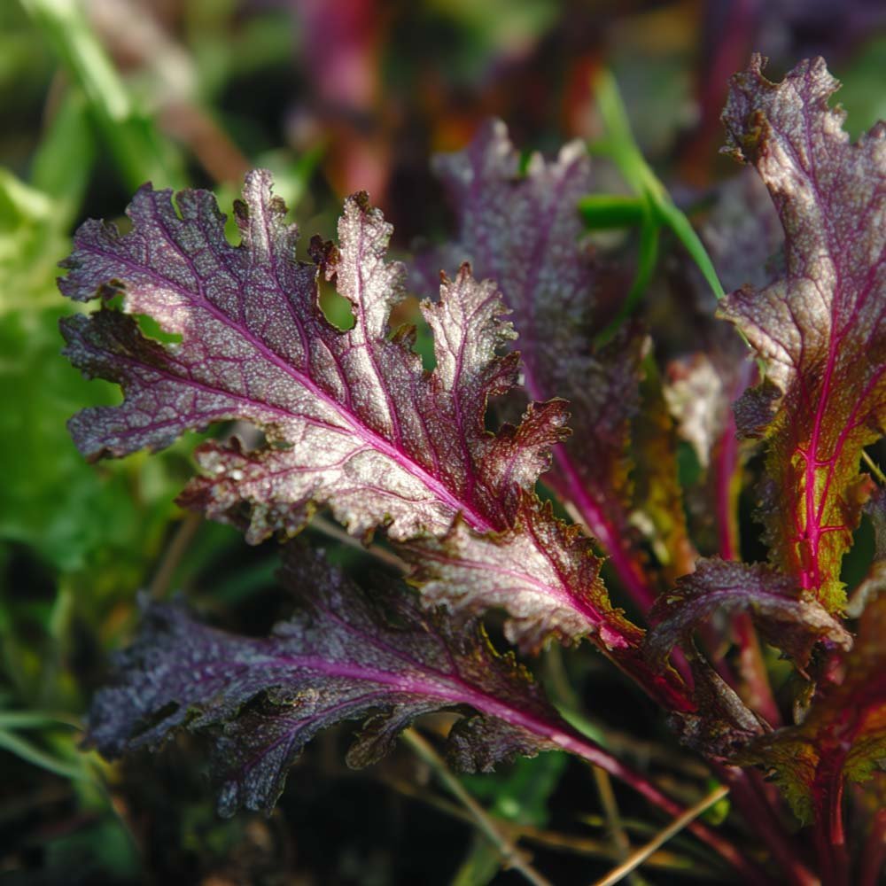 Sarepta mosterdzaden 'Rouge metis' - 180 biologische zaden