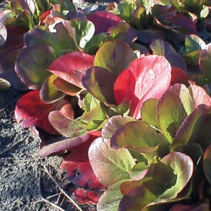 Schoenlappersplant, Bergenia 'Baby Doll'