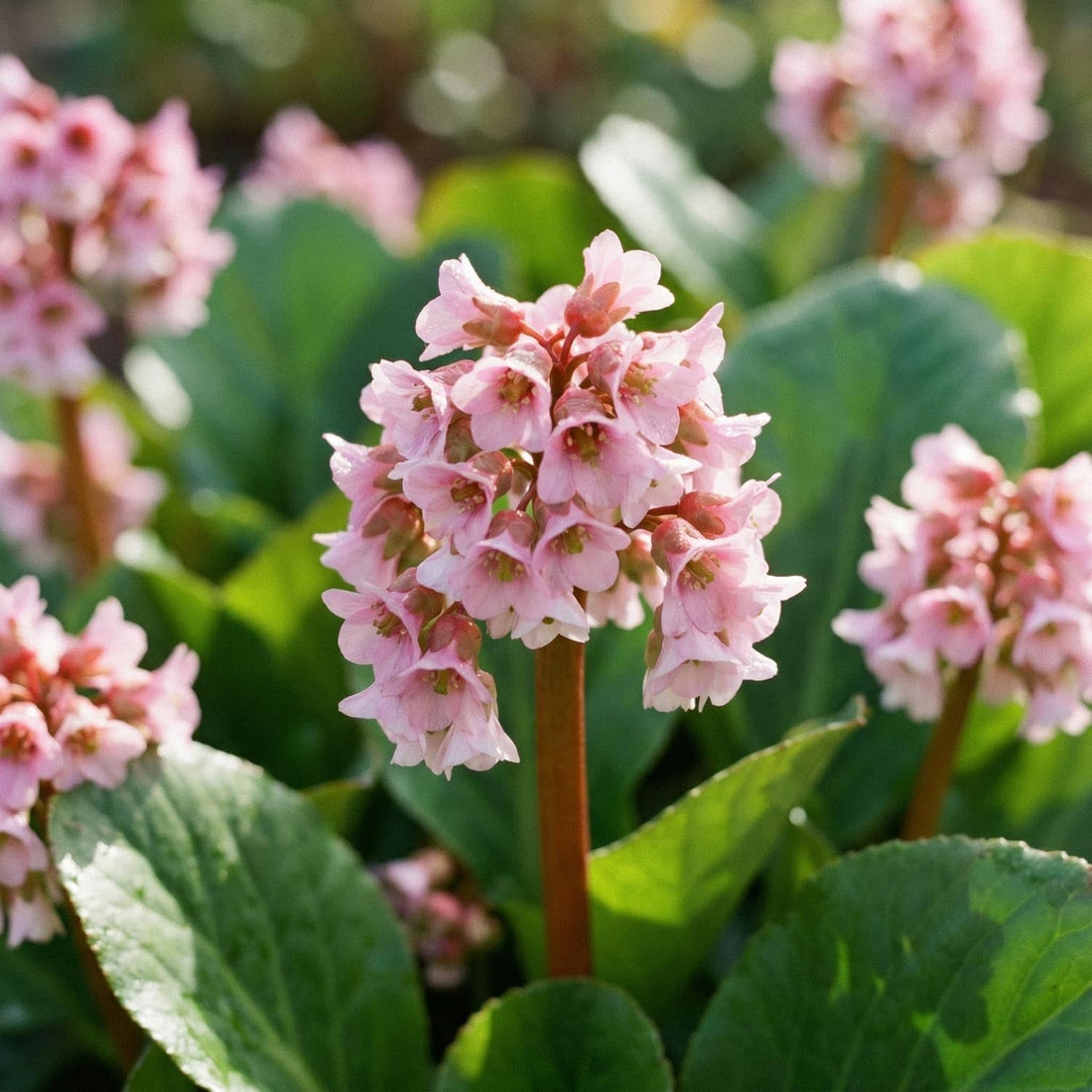 Schoenlappersplant, Bergenia 'Baby Doll'