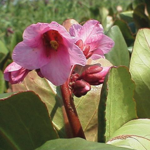 Schoenlappersplant, Bergenia 'Morgenröte'