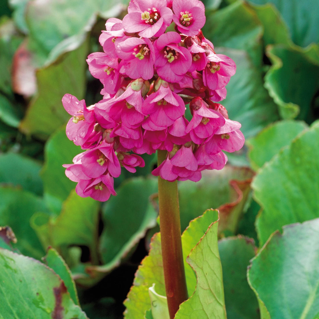 Schoenlappersplant, Bergenia 'Rotblum'
